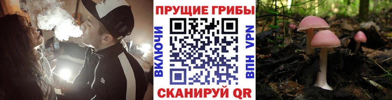 Галлюциногенные грибы Psilocybe Верещагино